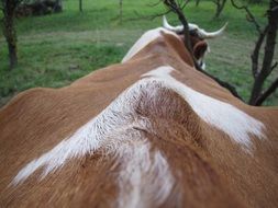 spine of a cow