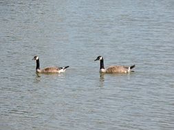 Geese Water Bird