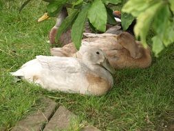 white Ducks resting on grass