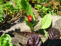 attractive Beetle