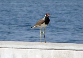 bird on the embankment of the sabarmati river in india