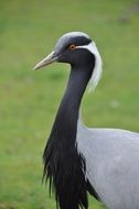 Waterfowl Bird
