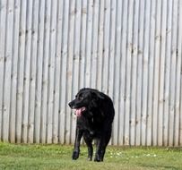 black labrador near a high fence