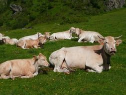 resting farm cows on Pyrenees