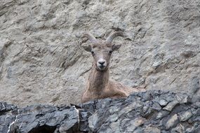 mountain goat in wildlife