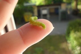 Caterpillar on the finger