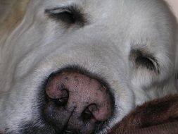 muzzle of a sleeping golden retriever close up