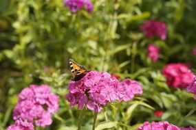 Butterfly on the pussy toes everlasting