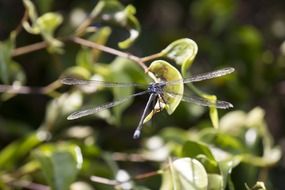 Dragonfly on the green plant