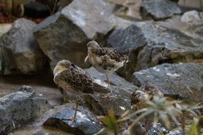 Birds Waders