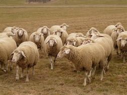 flock of sheep in pasture in spring
