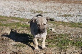 small dog outdoors