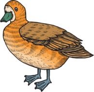 Brown orange duck as a drawing