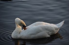 white goose cleans feathers on the water
