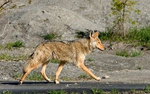 coyote or meadow wolf