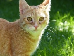 ginger domestic cat on a green meadow