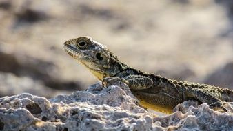 lizard with spiny skin