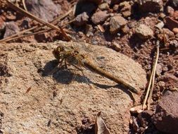 dragonfly on the stone