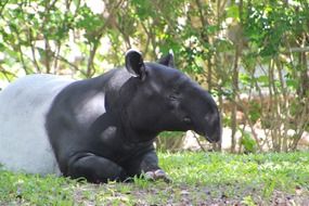 south american tapir on grass close up