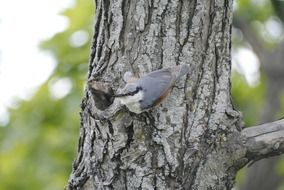 Eurasian treecreeper on the tree on a blurred background