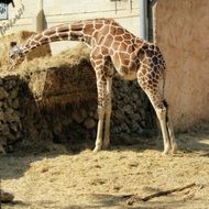 spotted giraffe eats hay at the zoo