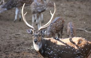 extraordinarily beautiful Deer Horns