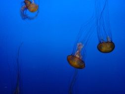 three jellyfishes in the aquarium