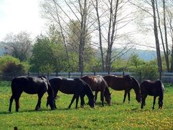 black horses in the pen