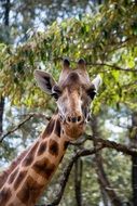 Giraffe head at greenery