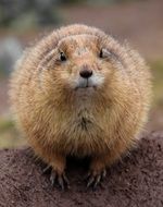 fluffy gopher on the ground