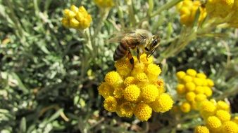 working bee on the flower