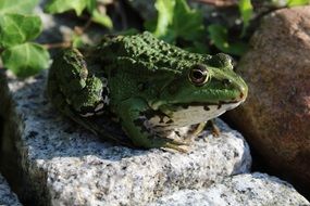 green frog sitting in the stone
