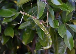 Phasmatodea in the wildlife