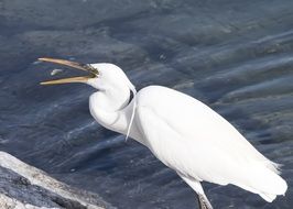 White prey birds