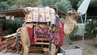 humpback camel in turkey