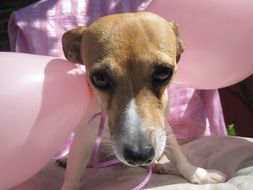 Sweet doggy breed Jack Russel