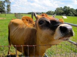 cattle in a paddock on a farm on a sunny day