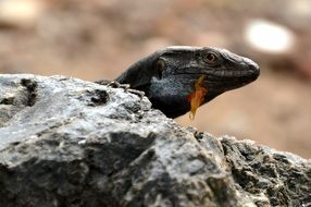 Lizard behind the rock
