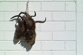 dead muskrats hang on the white wall