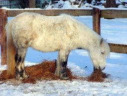 white Shetland Pony