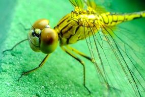 closeup of a dragonfly on the green background