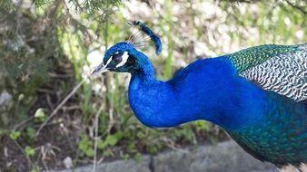 peacock with blue feathers in the park