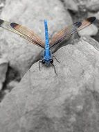 dragonfly resembling a helicopter