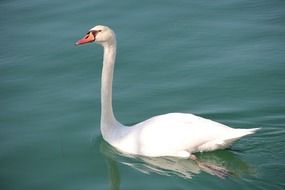 elegant white swan in blue water