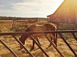 grazing horse in ranch