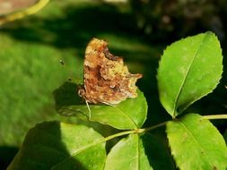 Butterfly on a leaf