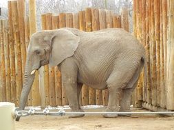 large elephant in the zoo