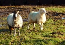 Sheep Ram on a bright pasture in england