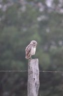 Owl on a wood