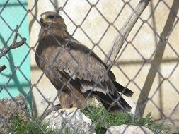 eagle bird in a cage on a sunny day